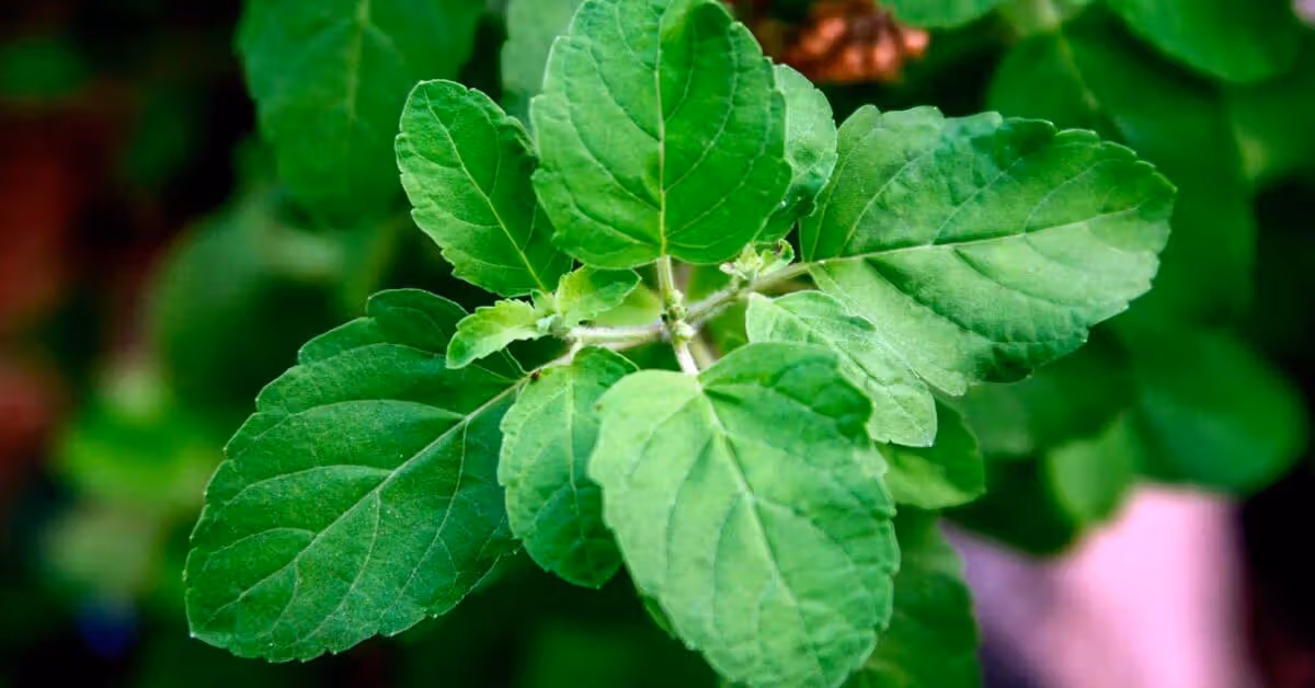 Role of tulsi in psychological stress, emotional well-being, and neuroendocrine balance